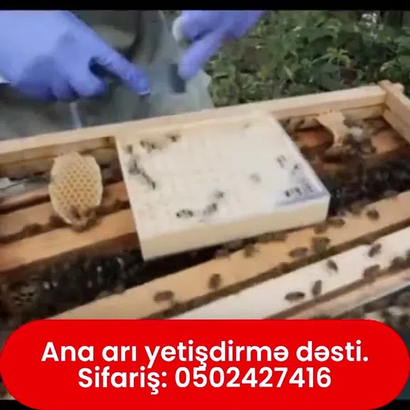 Ana arı yetişdirmə dəsti - Tenderyard