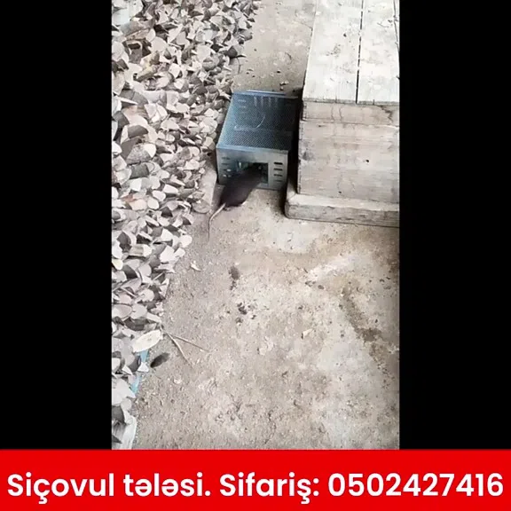 Güclü və etibarlı metal siçovul tələsi - Tenderyard