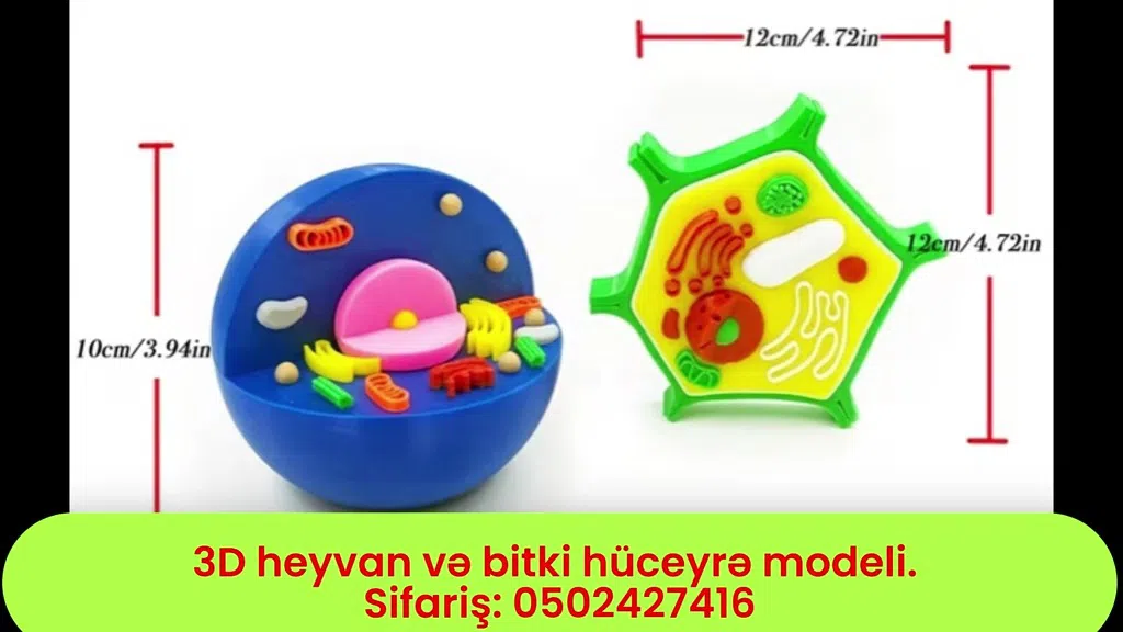3D heyvan, insan və bitki hüceyrə modeli - Tenderyard