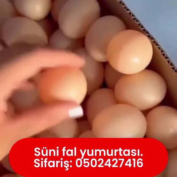 Fal üçün süni toyuq yumurtası - Tenderyard