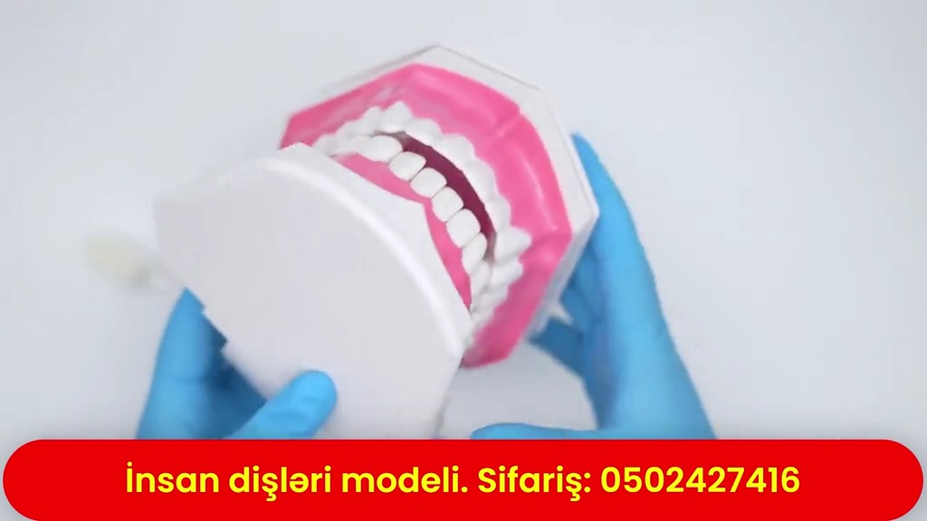 İnsan dişləri modeli - Tenderyard