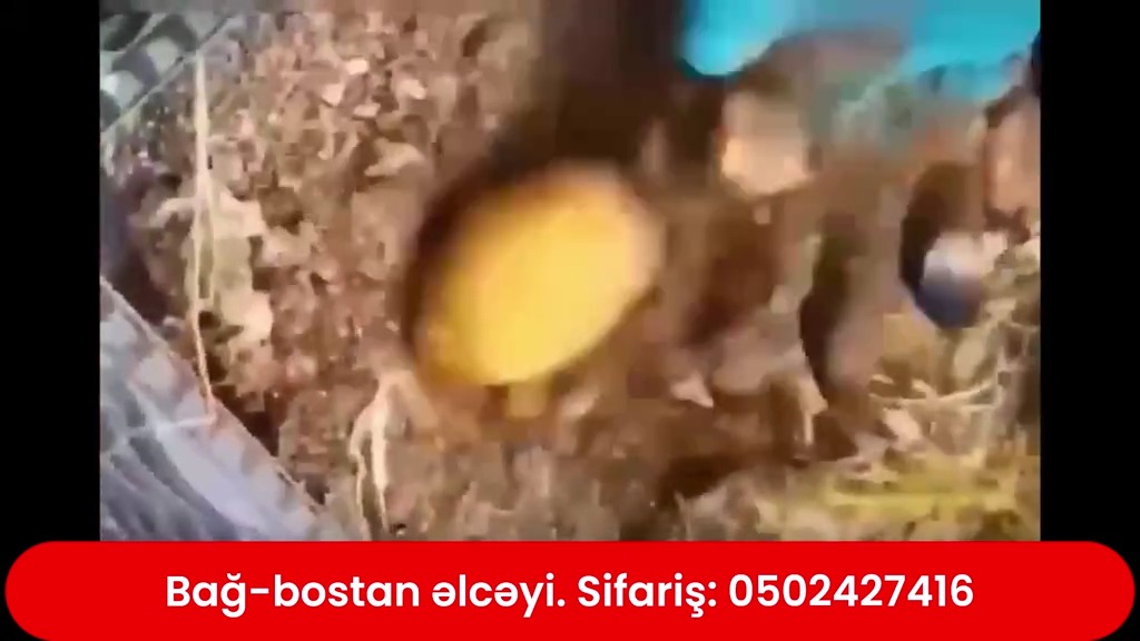 Bağ-bostan əlcəyi - Tenderyard