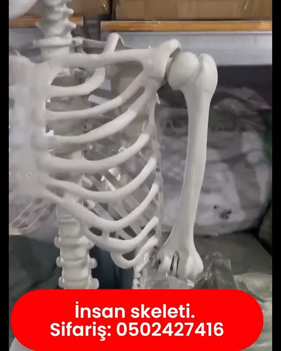 İnsan skeleti modeli, anatomik tədris vəsaiti - Tenderyard