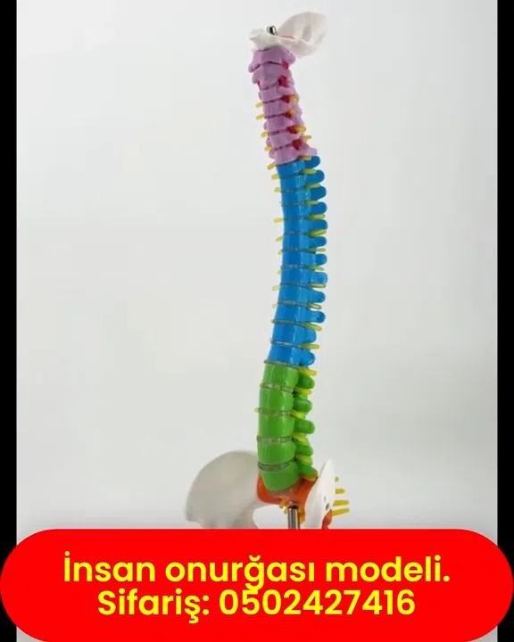 İnsan onurğası modeli, fəqərə sütunu anatomik maketi - Tenderyard